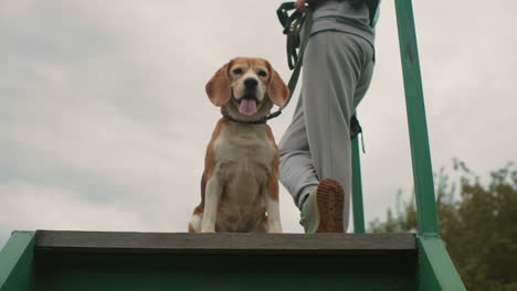 female tamer with crossed legs holding stripper leash while bull dog pants and looks around atop green platform during outdoor training session surrounded by trees calm yet alert atmosphere