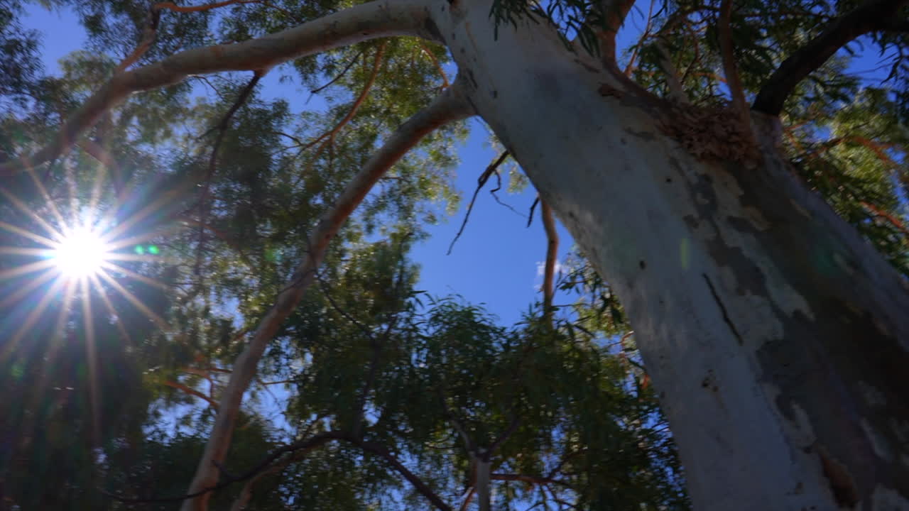 Shot of the sun flare through the tree branches of a native Australian tree