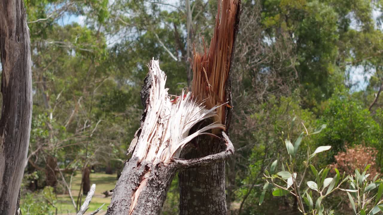 Primo piano del tronco spezzato di un albero in una foresta