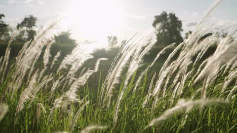 las flores de hierba sopladas por el viento y la luz del sol en la naturaleza son hermosas y suaves