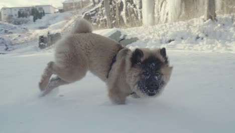 Eurasier-Welpe-Läuft-Im-Schnee-Welpe-Läuft-Im-Schnee