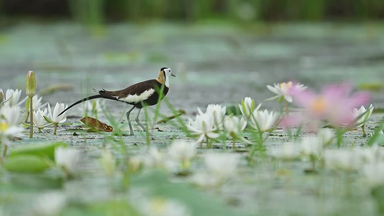 Jacana bird explores lily pond in serene tropical morning atmosphere