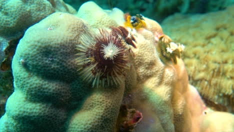 the radioles of a christmas tree worm absorb nutrients.