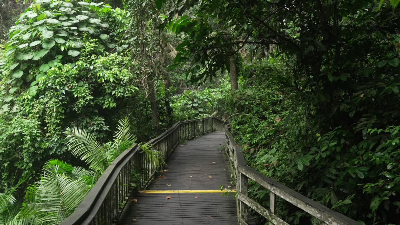 Bridge over rainforest Bali Monkey Forest Indonesia Southeast Asia nature