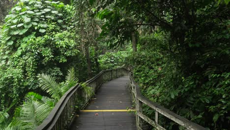 bridge over rainforest bali monkey forest indonesia southeast asia nature