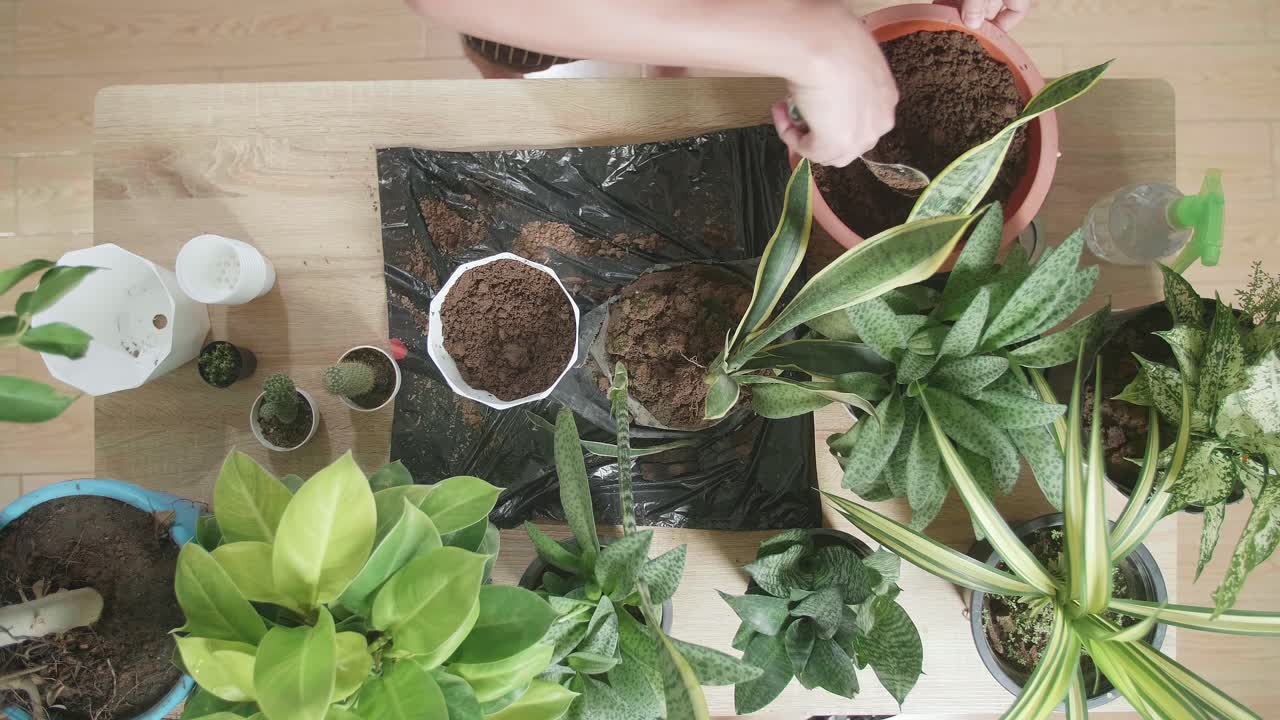 верхний вид азиатского мужчины, сажающего дома