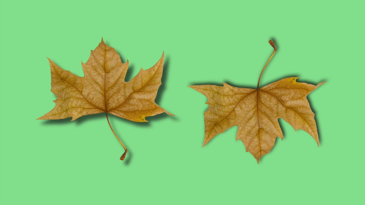 Zwei trockene Herbstblätter, die sich langsam vor einem satten, grünen Hintergrund drehen und den saisonalen Wandel zeigen