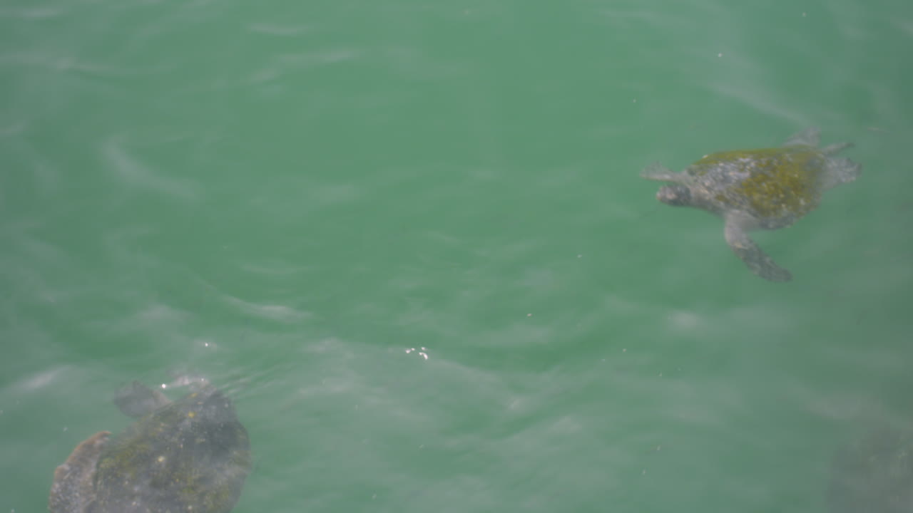 General shot, turtles on the beach of Mancora Peru.