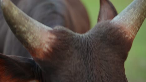 close-up of a brown cow's face