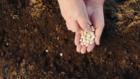 a farmer plants grain in his field work in the garden