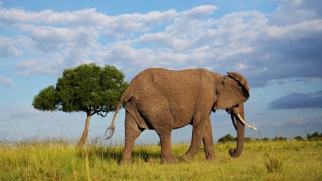 Side-on-Elephant-profile-walking-across-Masai-Mara-North-Conservancy-savannah-plains,-African-Wildlife-in-Maasai-Mara-National-Reserve,-Africa-Safari-Animals-in-Kenya