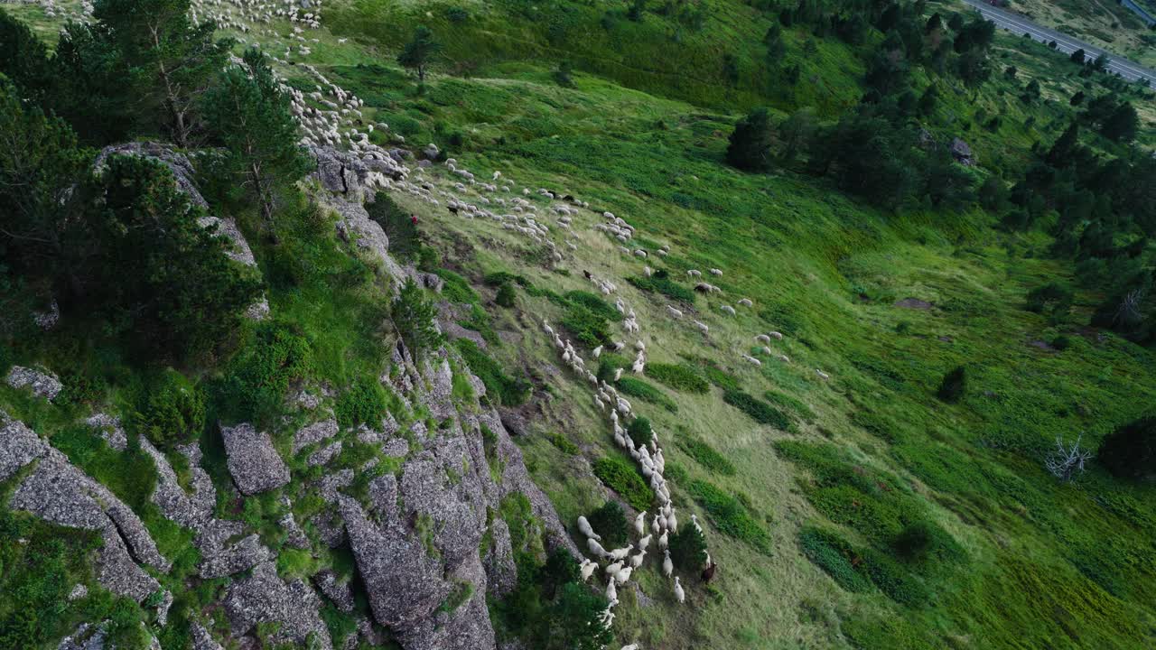 Sheep herd on a mountain slope