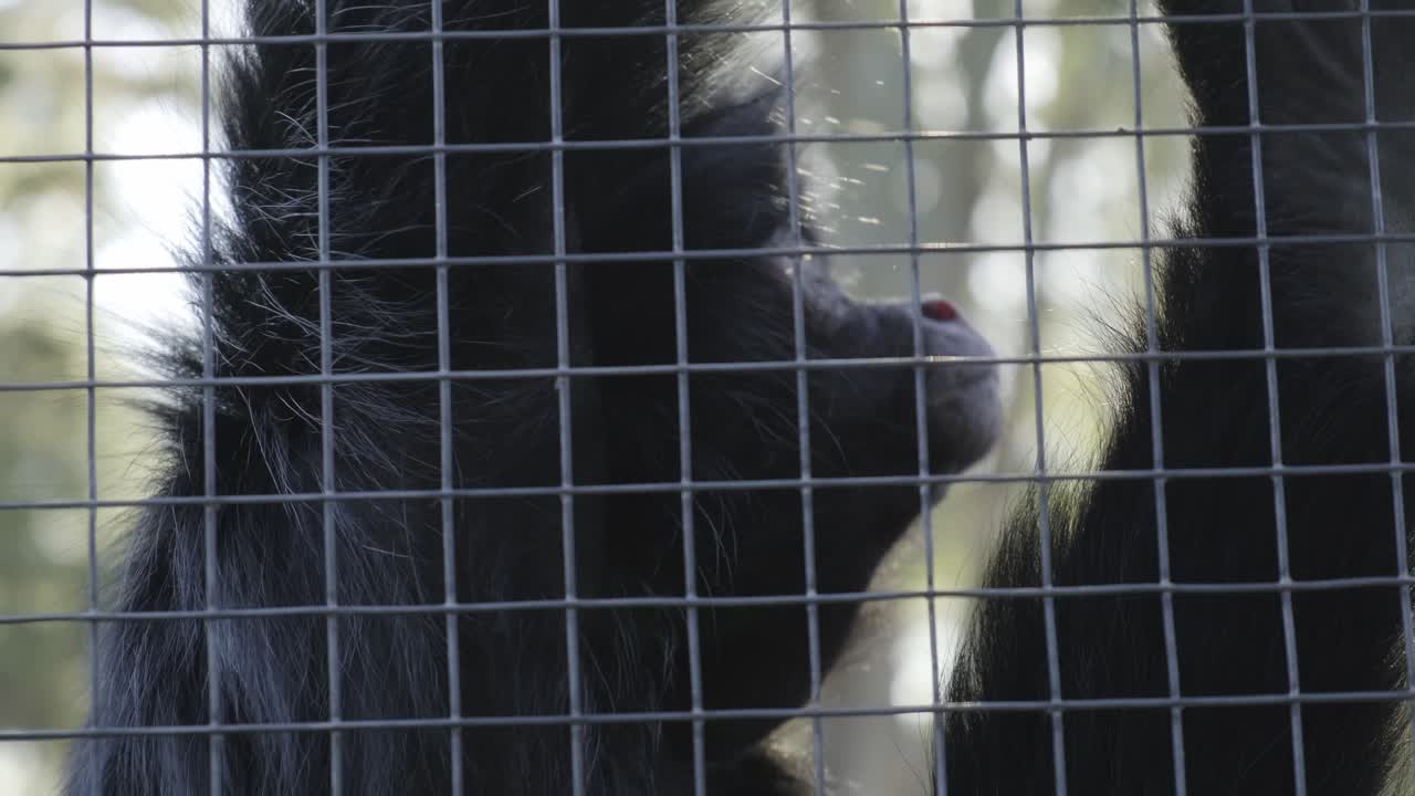 primer plano de mono macaco tranquilo colgando del recinto de la cerca de puré de alambre