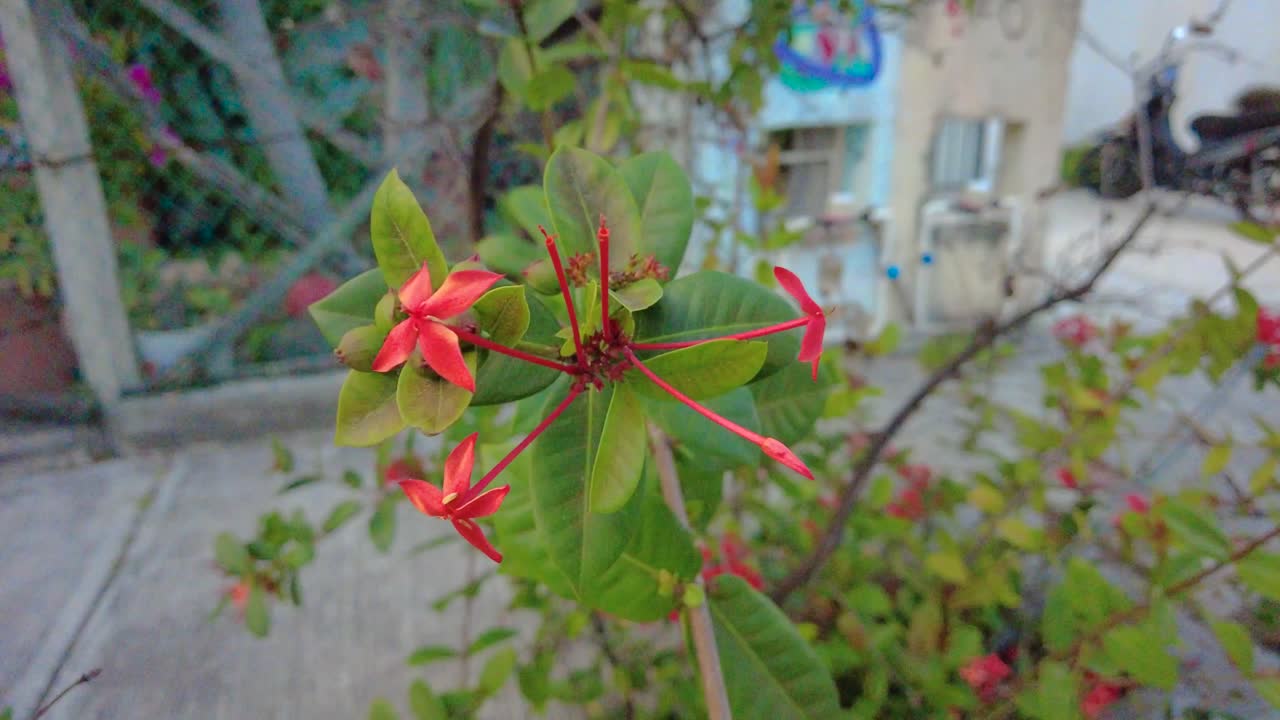 toma cercana de flores exóticas y coloridas en una calle mexicana durante el día