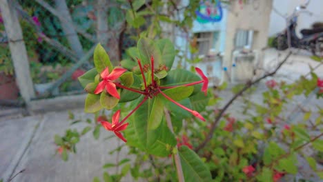 Toma-Cercana-De-Flores-Exóticas-Y-Coloridas-En-Una-Calle-Mexicana-Durante-El-Día