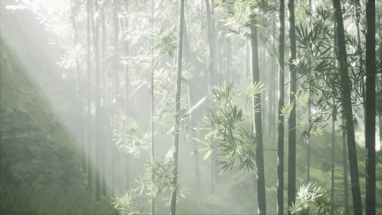 빛은 안개가 가득한 대나무 숲을 가로질러 빛납니다.