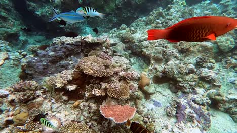 underwater close up view on coral reef and exotic tropical fish diversity in tropical sea water