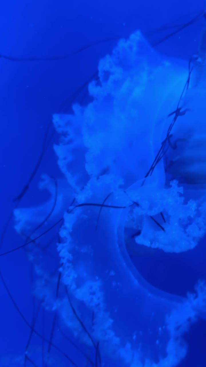Primo piano estremo di tentacoli e frange traslucidi di medusa. Dettaglio macro della struttura di medusa bianca e dei sottili tentacoli scuri su sfondo blu
