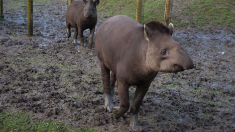 Pareja-De-Tapir-De-Baird-En-El-Zoológico-Del-Reino-Unido