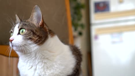 striped white cat lies on a chair at home