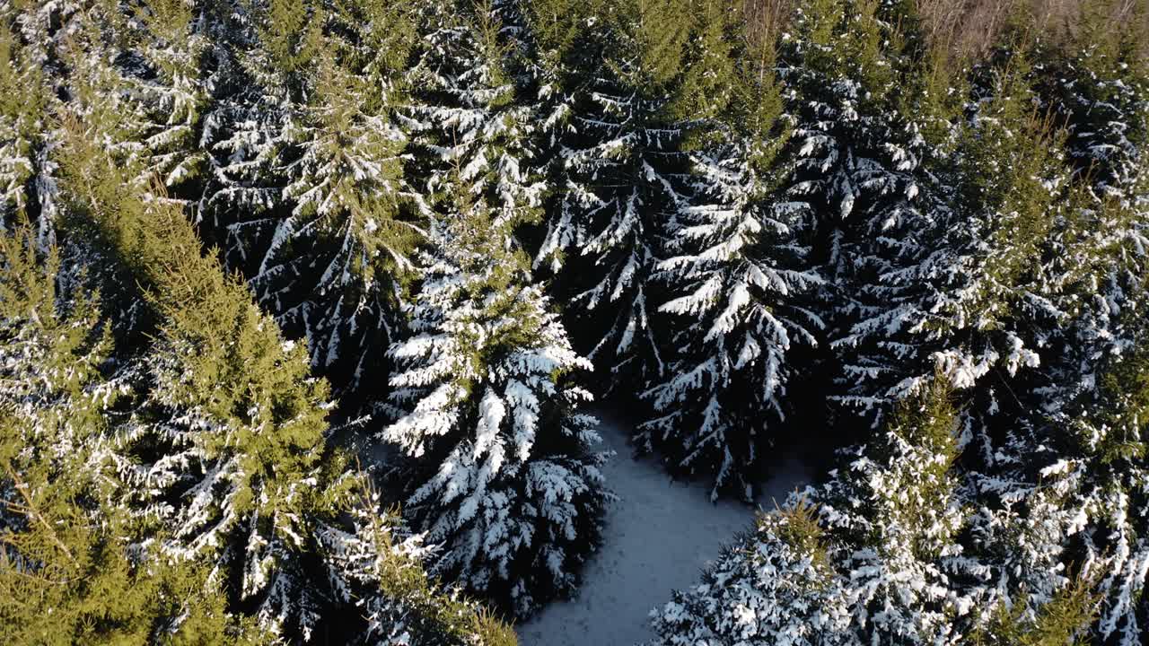 Aerial orbit drone shot around a pine tree covered with snow in the middle of an evergreen forest. Sunny winter day in nature landscape.