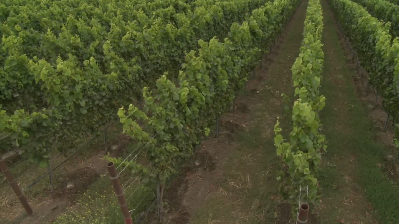 panorámica sobre un viñedo del condado de monterey california