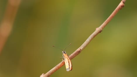 Butterfly-relaxing---waiting-for-hunt-