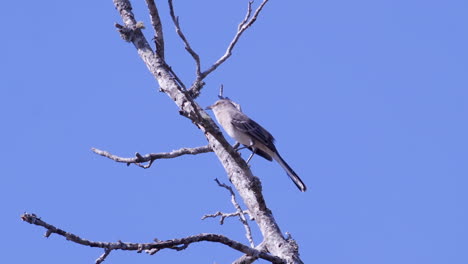 northern mockingbird, perched on a leafless branch