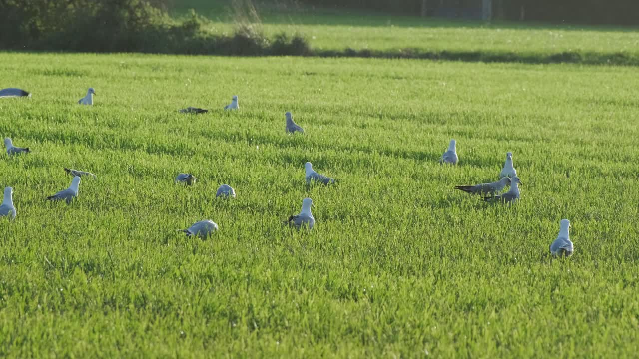 갈매기 떼가 푸른 풀밭에서 슬로우 모션으로 날기 시작한다