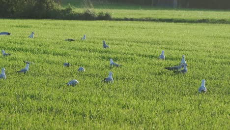 a group of gulls starts to fly in a green grass in slow motion