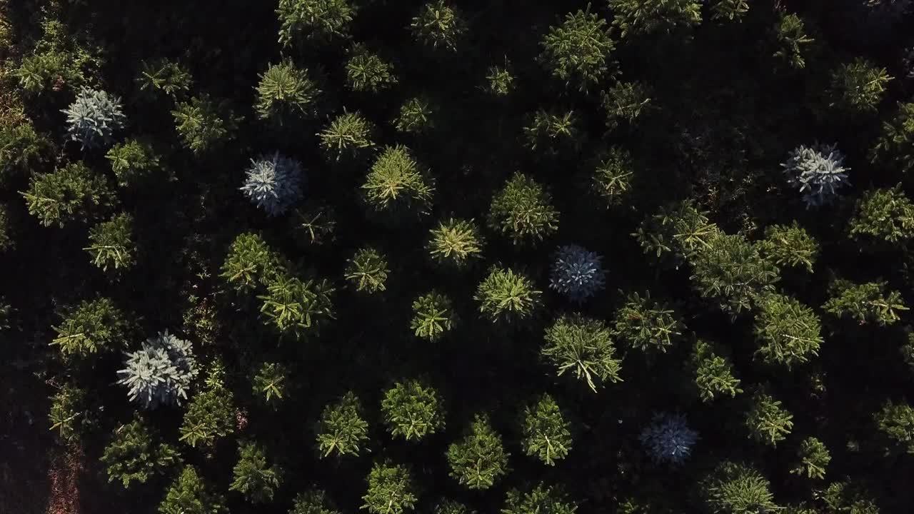 Rotating aerial shot above Christmas trees