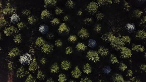 rotating aerial shot above christmas trees