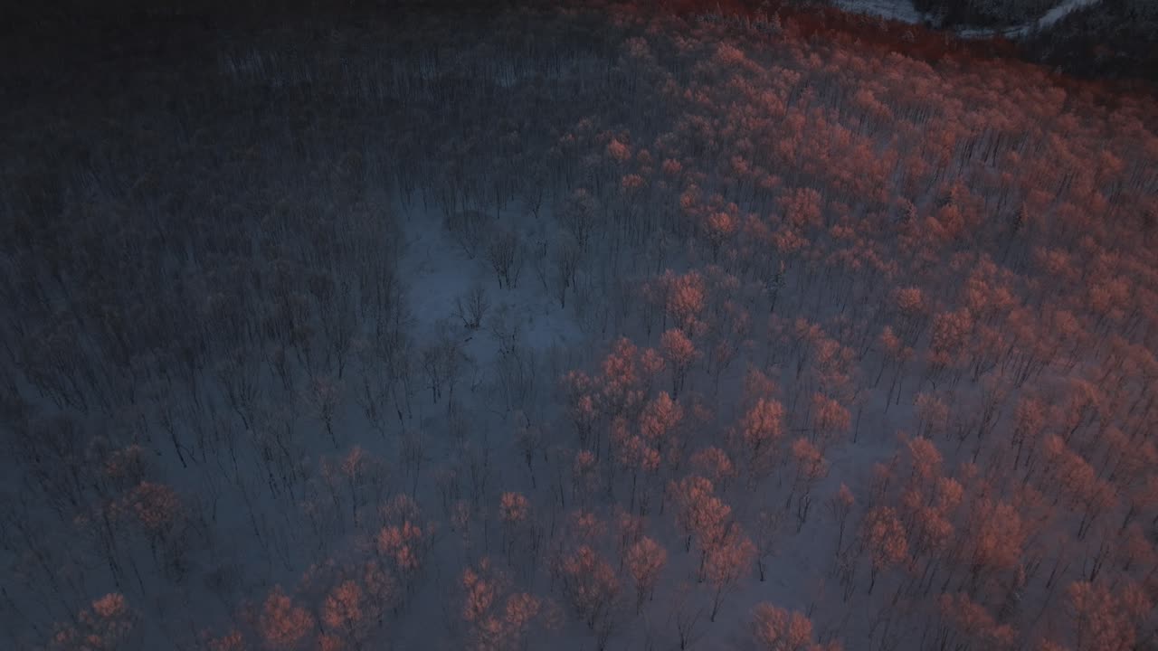 bosque de invierno iluminado con luz solar dorada durante la puesta de sol en el sur de quebec, canadá