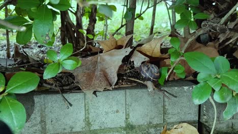 snail crawling up on concrete surface in the garden, time lapse