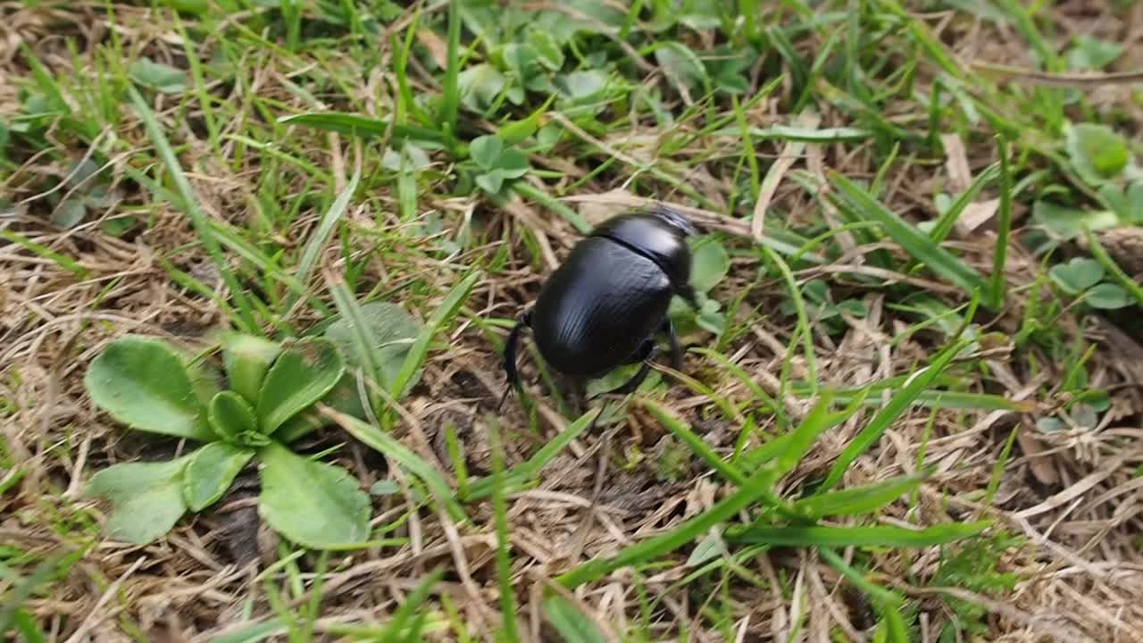 대낮에 광야의 잔디 목초지 위로 기어가는 야생 검은 벌레 베틀