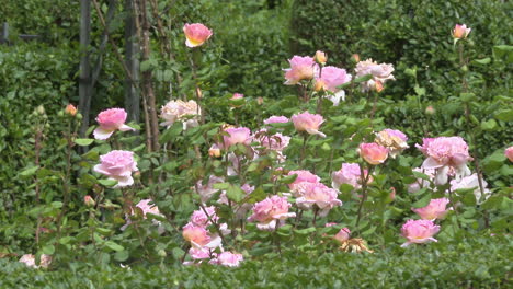 pink roses in a garden