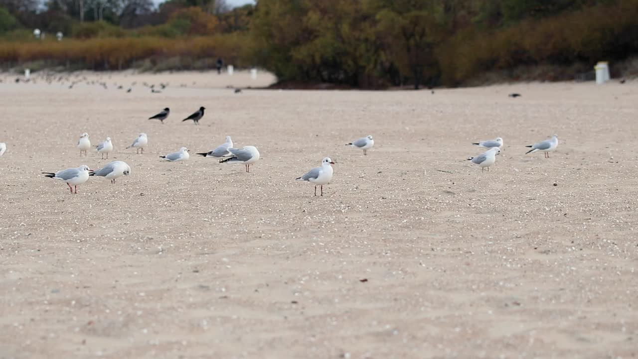 가을철 추운 날 해변을 걷고 있는 갈매기 떼