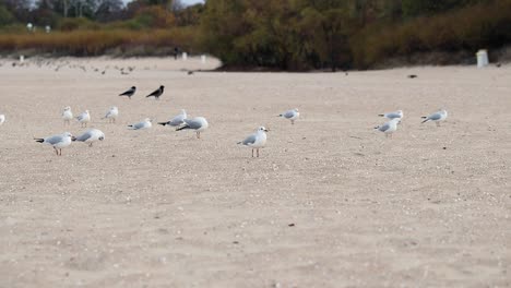 Herde-Von-Möwen,-Die-An-Einem-Kalten-Herbsttag-Am-Strand-Spazieren-Gehen