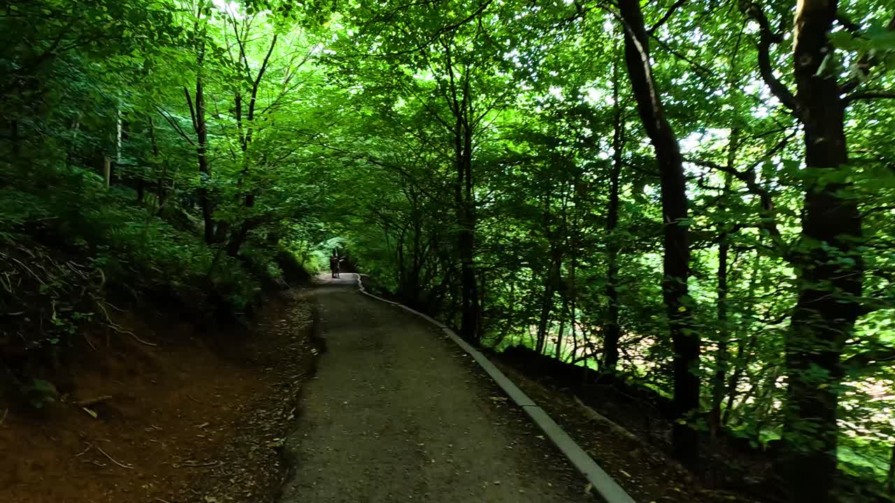 울창한 숲을 가로질러 역사적인 기념비로 향하고 있습니다.