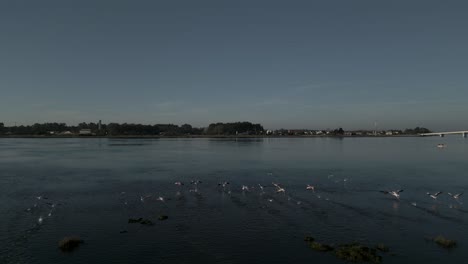 Bandada-De-Flamencos-Despegando-Del-Estuario-De-Aveiro,-Portugal