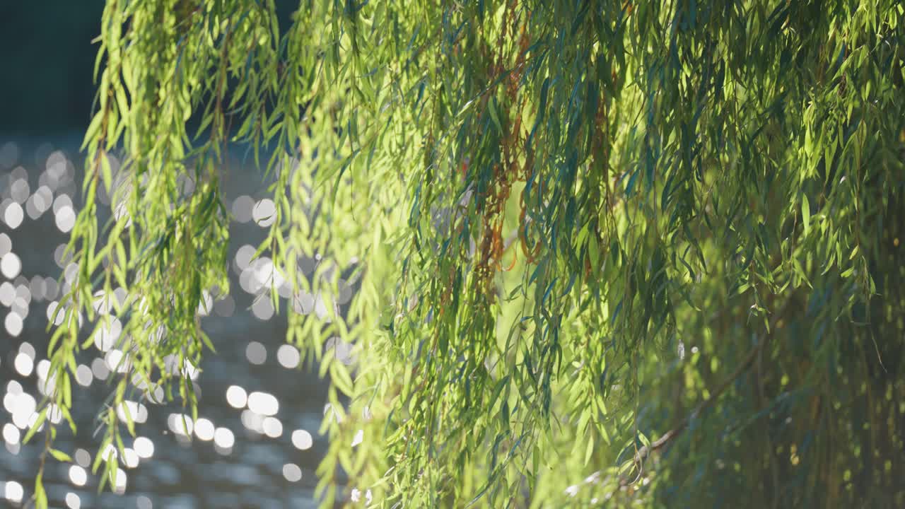 Weeping Willow Tree Over Water