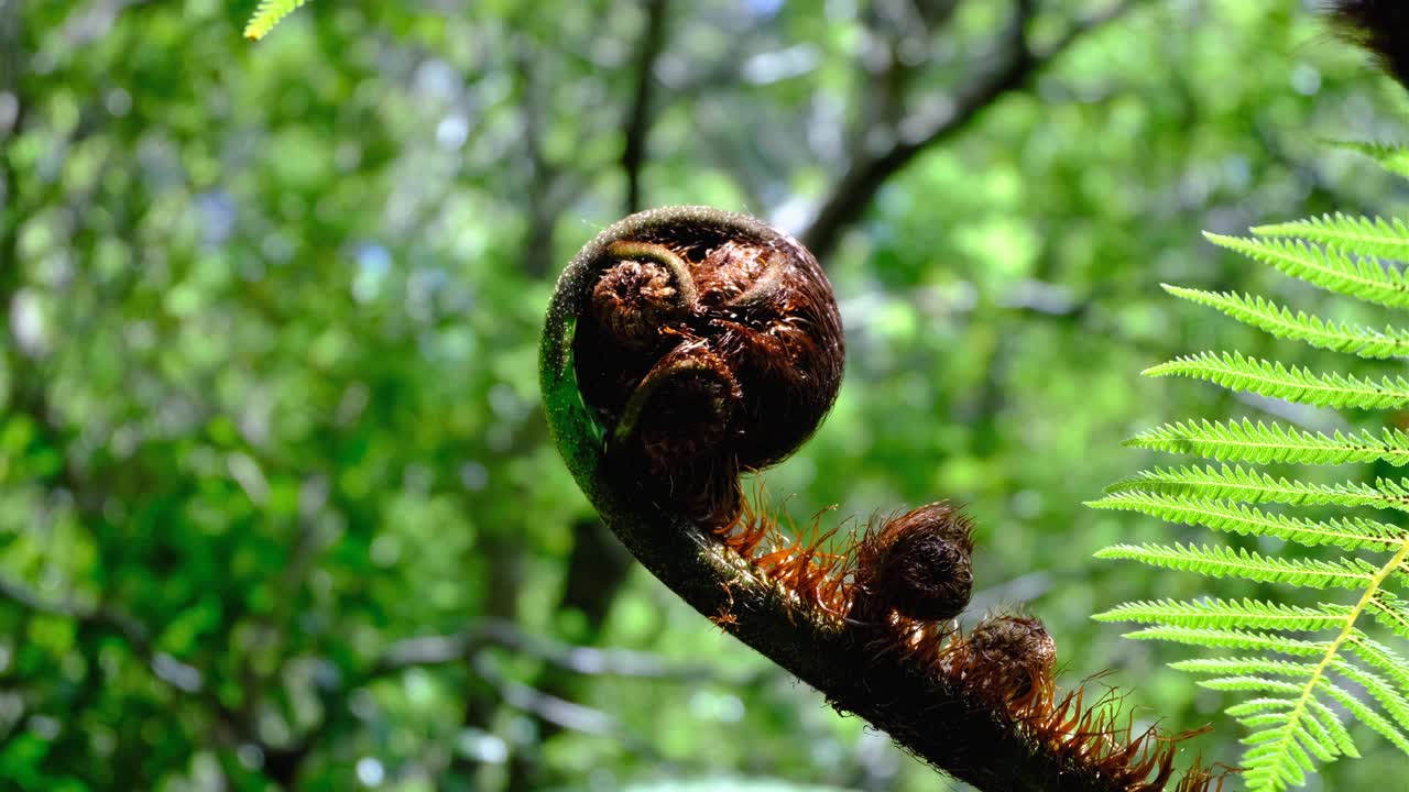 Maroi Koru New Zealand silver fern frond in spiral shape in forest NZ Aotearoa