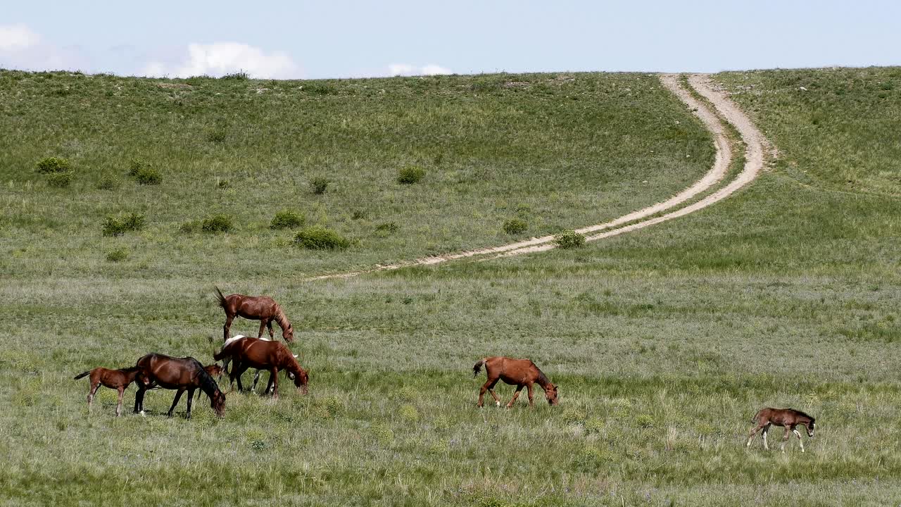 caballos primavera estepa camino nubes prado 4k