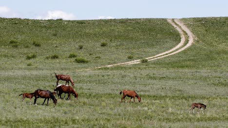 horses spring steppe road clouds meadow 4k