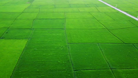 Drone-Volando-Sobre-Un-Vasto-Campo-De-Arroz-Verde-En-Nepal