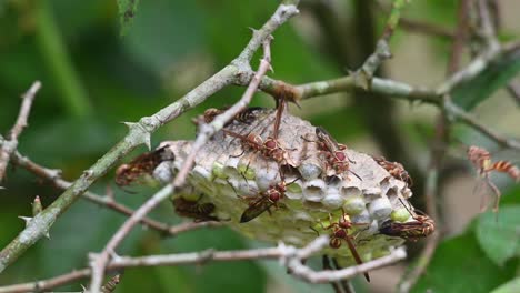 flying around the nest while others continue building, paper wasps