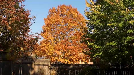 green, orange and red leaves on various trees, viewed from inside an urban, fenced yard