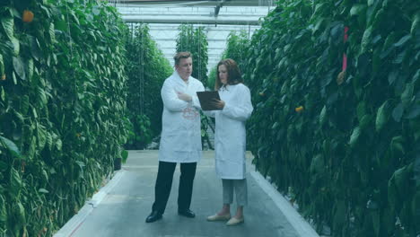 molecular structure and digital icons against two scientist working in greenhouse laboratory