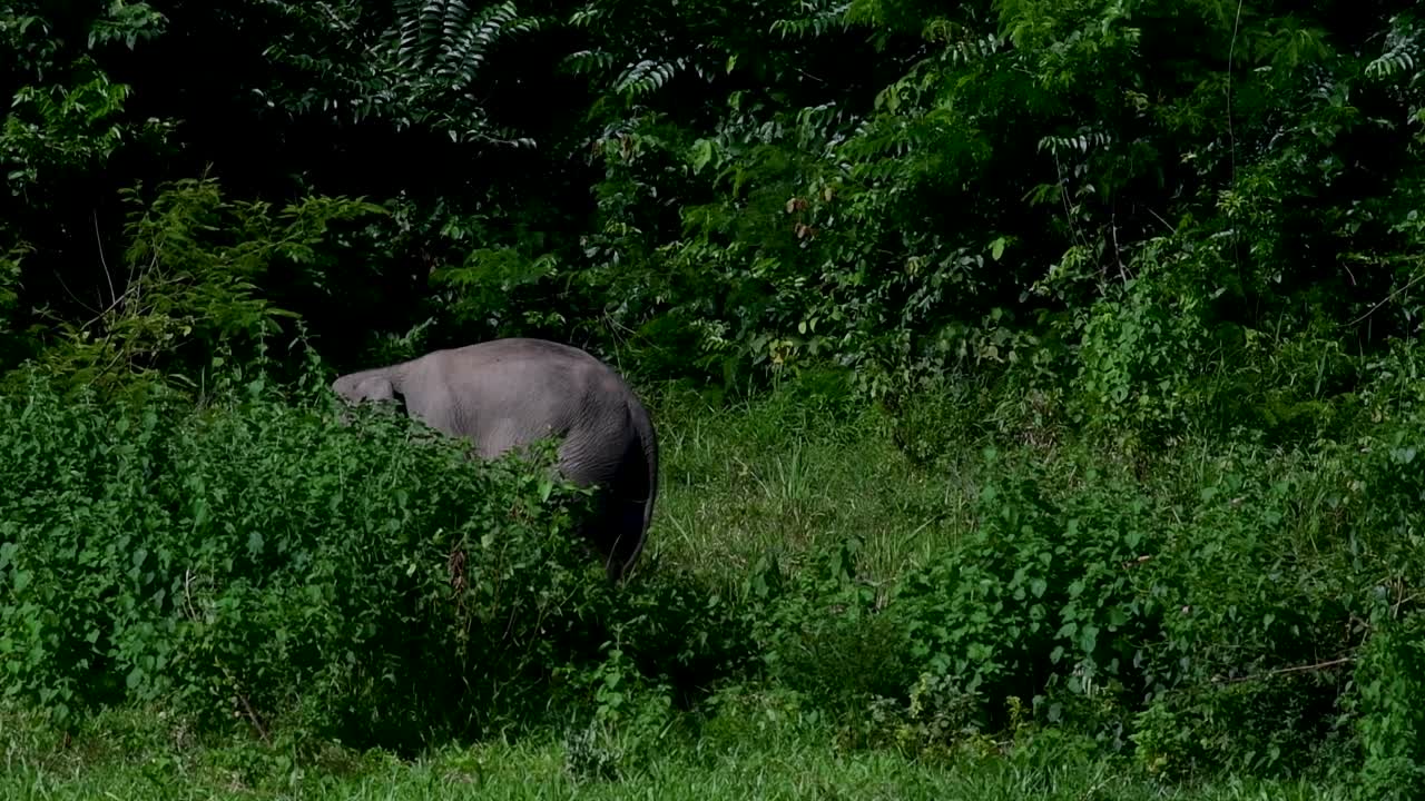 los elefantes asiáticos son especies en peligro de extinción y también son residentes de tailandia