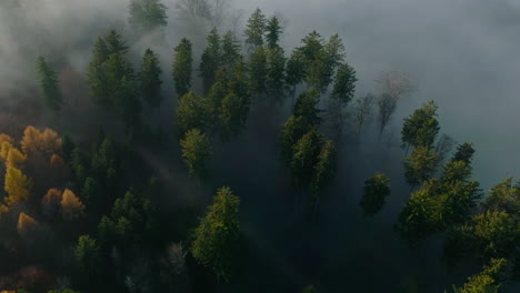 Vista-De-Pájaro-Del-Bosque-Otoñal-Brumoso-Cerca-De-Vaud,-Suiza---Toma-Aérea-De-Drones